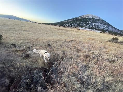 Capulin Volcano - Century Plant