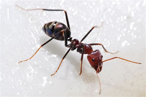 File:Meat eater ant feeding on honey02.jpg - Wikimedia Commons