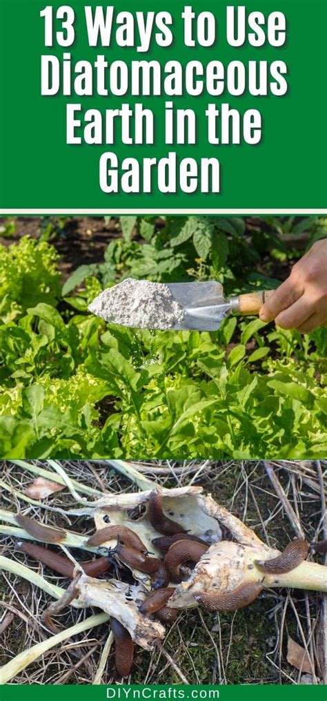 13 Ways to Use Diatomaceous Earth in the Garden | Diatomaceous earth, Diatomaceous earth garden ...