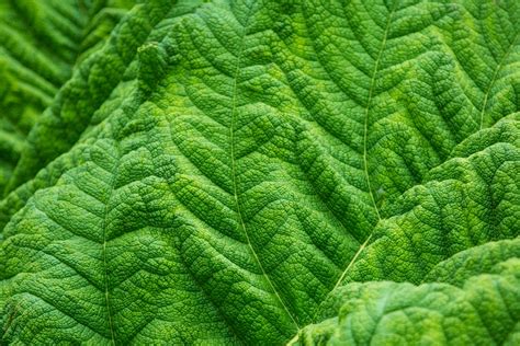 Leaf Texture Free Stock Photo - Public Domain Pictures