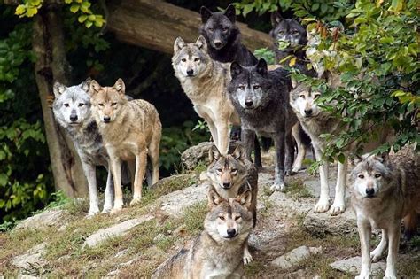 Stunning Wolves #wolfpack | Wolf dog, Animals wild, Wolf