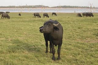 Sri Lanka | Water Buffalo at the Minneriya-Giritale National… | Flickr