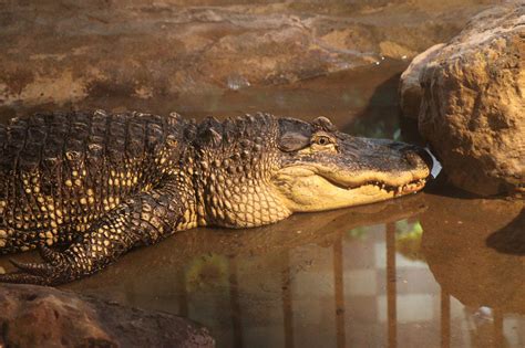 Crocodile Free Stock Photo - Public Domain Pictures