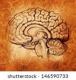 Human Brain Free Stock Photo - Public Domain Pictures