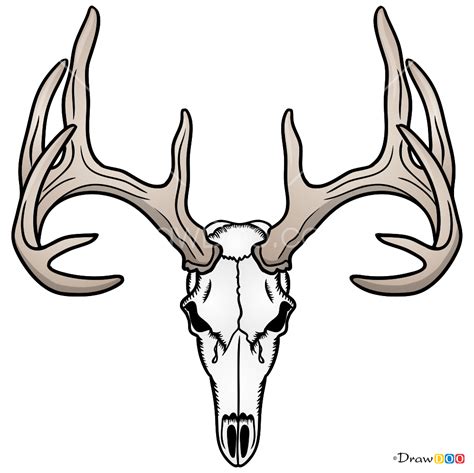 How to Draw Deer Skull, Deer