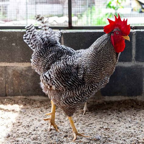 Plymouth Rock Chicken: Eggs, Height, Size and Raising Tips