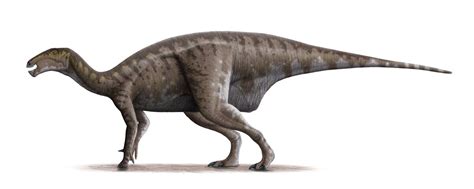 Mantellisaurus | Fossil Wiki | Fandom