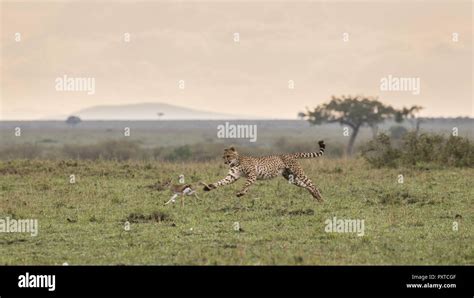 Wildlife Photos from the Maasai Mara Stock Photo - Alamy