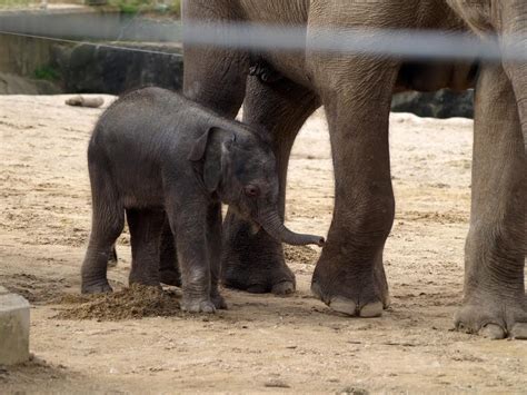 Baby Elephant at Twycross Zoo - Animal Fact Guide