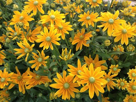 Rudbeckia, 'Prairie Sun' | Uprising Seeds