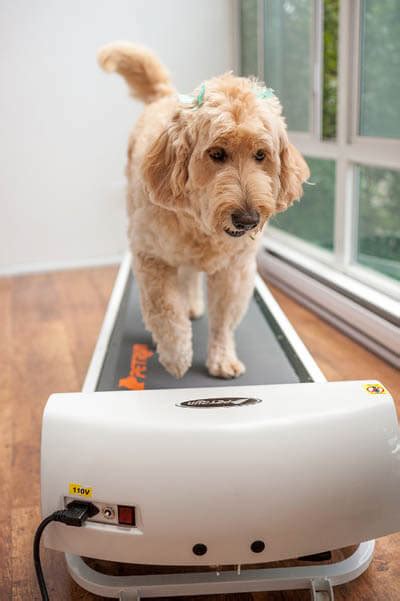 17 Reasons to Use Dog Treadmill √ 11 DIY Homemade Treadmills for Dog ...