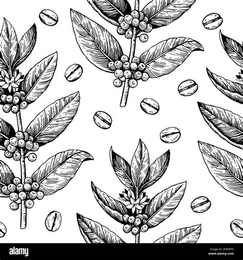 Coffee branches and beans. Seamless pattern in engraving vintage style ...