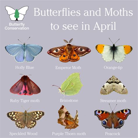 Look out for some of these #butterflies and #moths this #April. # ...