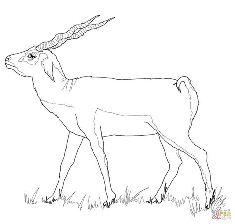 Black Buck coloring page | Free Printable Coloring Pages