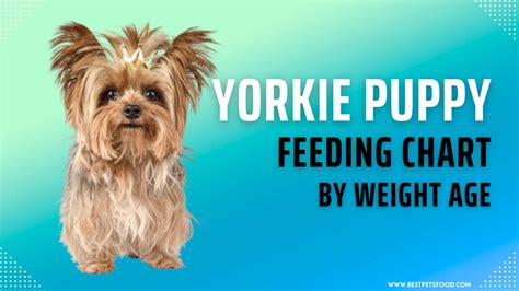 The Ultimate Yorkie Puppy Feeding Chart by Weight Age