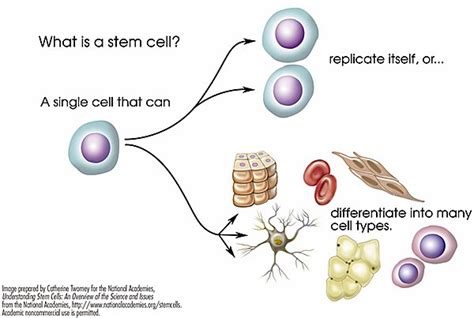 Stem Cells 101 - Summit for Stem Cell