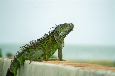 Why Are Iguanas A Problem In Florida? - Wildlife Troopers