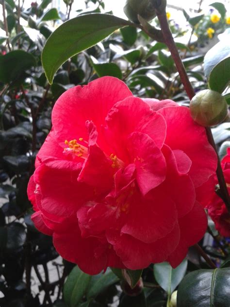 12 best Alabama State Flower images on Pinterest | Camellia, Beautiful ...