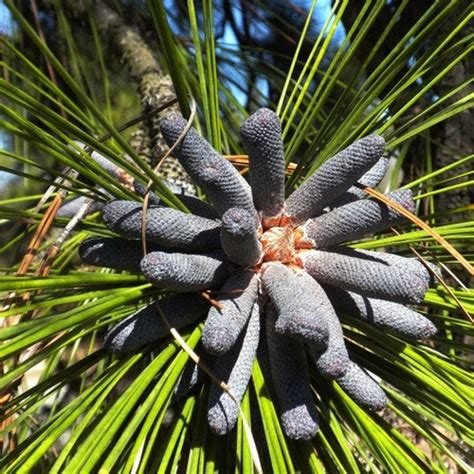 Longleaf Pine Tree Seeds Pinus palustris 5Seeds | Etsy