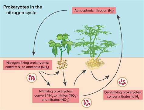 The given diagram shows a part of the nitrogen cycle. Which of the labelled arrows indicates ...