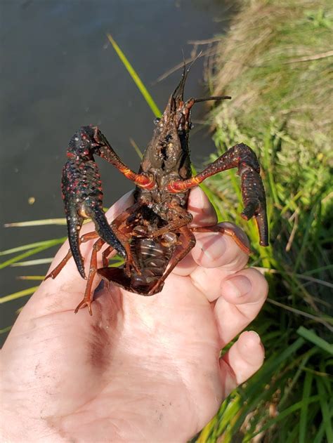 Red Swamp Crayfish - Oakland County CISMA