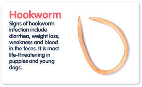 Hookworms In Humans Images - azgardfinder