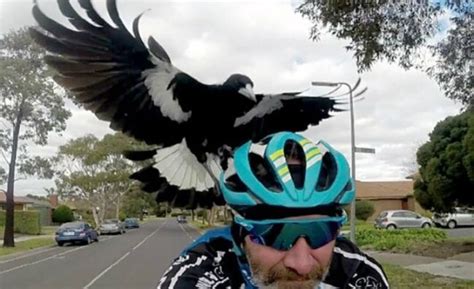 Magpie Swooping Season Is Officially Back In Full Force & God Save Us All