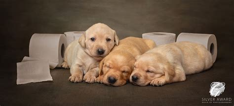 studio-portrait-of-3-labrador-puppies-with-toilet-rolls-like-the-Andrex-puppies - Red Frog ...