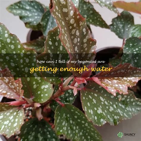 Identifying Signs Of Under-Watering In Begonias: A Guide For Beginners ...