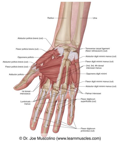 Muscles of the Anterior Hand - Deep View - Learn Muscles