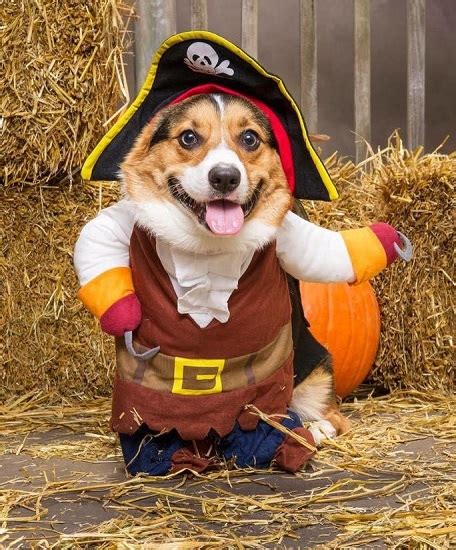 15+ Best Corgi Halloween Costumes That Are So Funny!