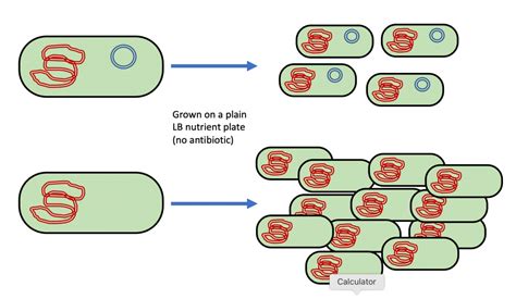 Bacterial Transformation Lab – MHCC Biology 112: Biology for Health Professions