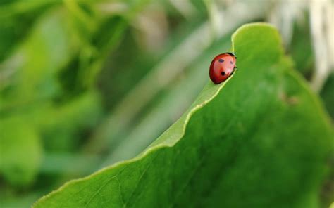 How to Attract Ladybugs to Your Garden and Keep Them There | Drake's 7 Dees