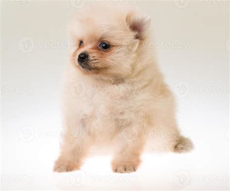 Pomeranian spitz puppy 11239841 Stock Photo at Vecteezy