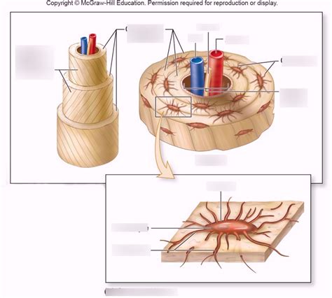 Histology of Compact Bone Diagram Diagram | Quizlet