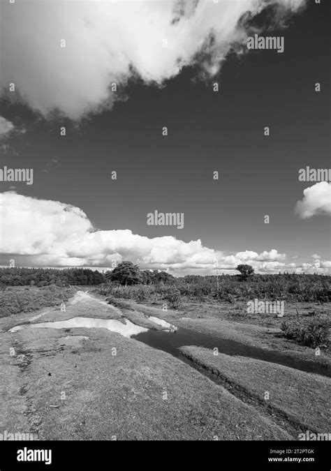 Black and White Landscape, Flooded Footpaths, New Forest National Park ...