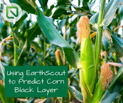 Using EarthScout to Predict Corn Black Layer - EarthScout