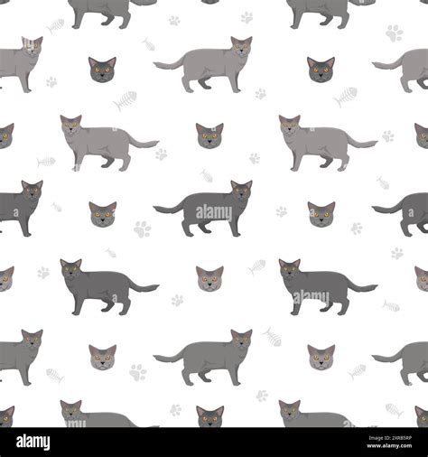 Chartreux Cat seamless pattern. All coat colors set. All cat breeds characteristics infographic ...