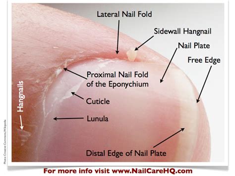 NAIL ANATOMY – Different Parts of Fingernail - Bliss Kiss