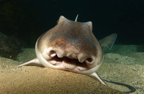 Is that a smile? Port Jackson shark - Heterodontus portusj… | Flickr