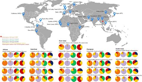 1000 Genomes project phase 3 genotype frequencies. The genotype ...