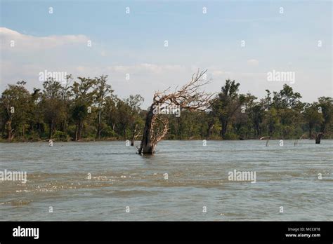 Stung Treng Cambodia, scene with dead tree of the flooded forest in the ...