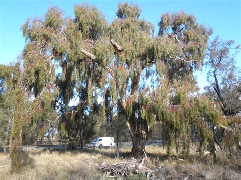 National Trust - Yellow Gum (Eucalyptus leucoxylon)