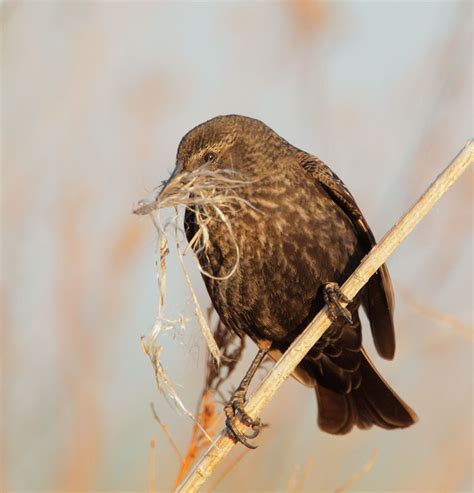 Tricolored Blackbird, female carrying nesting material photo - Tom Grey photos at pbase.com