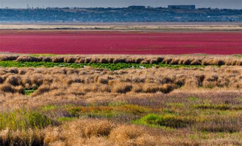 Dried Estuaries with Bright Plants on the Plain Stock Image - Image of dried, heat: 155424387