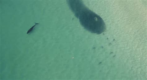 Massive 'bait ball' brings several sharks to NSW coast