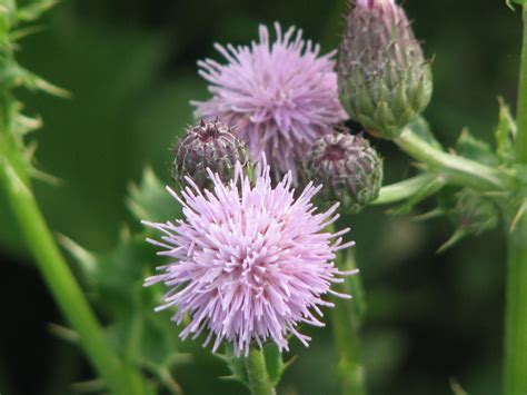 Canadian Thistle | Flower pictures, Wild flowers, Flower garden