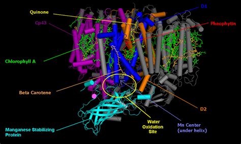 How Does the Purple Bacteria Photosynthesize? Beckman Institute-UIUC (2015) | Natural History ...