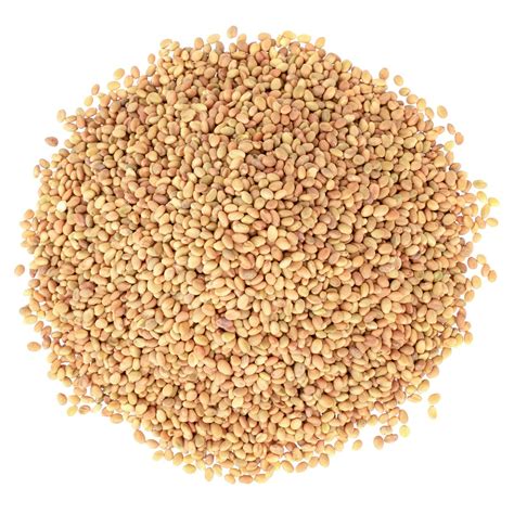 Clover Seeds for Sprouting Buy in Bulk from Food to Live