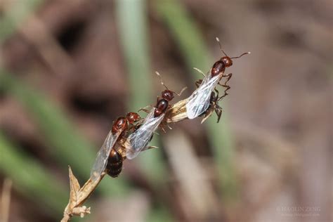 “They’re far more aggressive than Southern fire ant and have a very, very nasty sting,” he said.